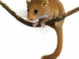 Dormouse (Muscardinus avellanarius) M002