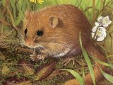 Dormouse (Muscardinus avellanarius) M004