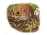 Dormouse (Muscardinus avellanarius) M005