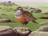 Dotterel (Charadrius morinellus) BD0298