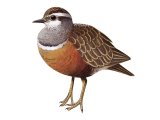 Dotterel (Charadrius morinellus) BD0299