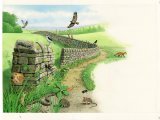 Dry-stone Wall CG001