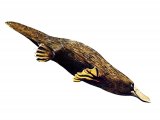 Duck-Billed Platypus (Ornithorhynchus anatinus) M002