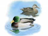 Mallard (Anas platyrhyncho) BD0368