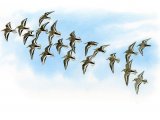 Dunlin in flight (Calidris alpina) BD0300