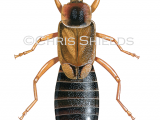 IN074 - Earwig (male) Forticula auricularia