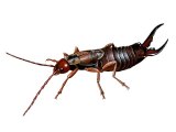 IN072 - Earwig (male) Forticula auricularia