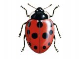 Eleven-spot Ladybird (coccinella 11-punctata) IN001