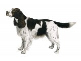 English Springer Spaniel (Canis lupus familiaris) M008