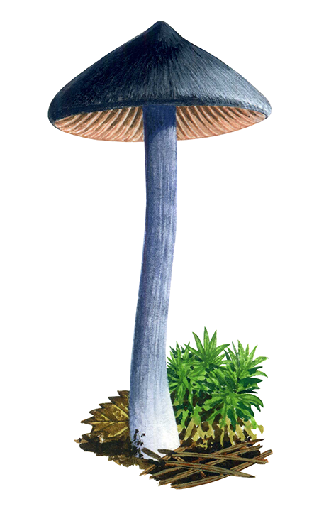 Entoloma nitidum FU0210