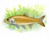 F120 - Golden Orfe (Leuciscus idus