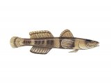 F108 - Banded Goby (Gobius Chromogobius quadrivittatus)