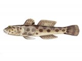 F109 - Leopard Spotted Goby (Thorogobius ephippiatus)