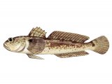 F112 - Grass Goby (Zosterisessor ophiocephalus)