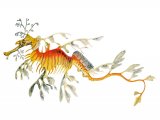 F171 - Sea Dragon (Phycodurus eques)