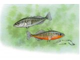 F193 - Stickleback (Three-spined) Gasterosteus aculeatus