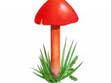 Hygrocybe coccinea (Scarlet Waxcap) FU011