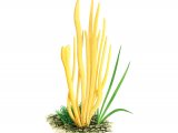 Clavulinopsis fusiformis (Golden Spindles) FU030