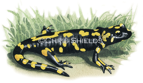 Fire Salamander (Salamandra salamandra) RA125