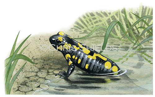 Fire Salamander (Salamandra salamandra) RA126