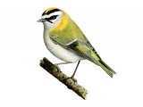 Firecrest (Regulus ignicapillus) BD0308