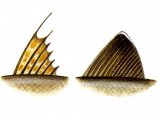 F092 - Fish fins