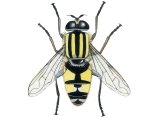 Footballer Hoverfly (Helophilus pendulus) IN006