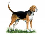 Fox Hound (Canis lupus familiaris) M009