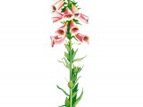 Foxglove (Digitalis purpurea) BT0217