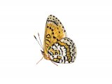 Fritillary (Glanville) Melitaea cinxia IN002