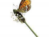 Fritillary (Heath) Mellicta athalia IN003.jpg