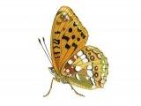 Fritillary (High Brown) Fabriciana adippe IN002,