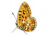 Fritillary (Small Pearl- boardered) Boloria selene IN002.