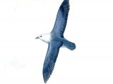 Fulmar in fight (Fulmarus glacialis) BD0309