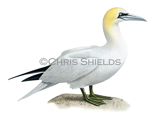 Gannet (Morus bassanus) BD0614