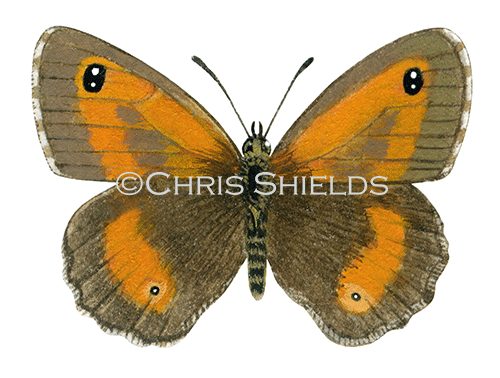 Gatekeeper (male) Pyronia tithonus IN002