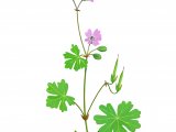 Geranium rotundifolium BT0226