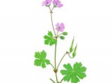 Geranium (Doves-foot Cranes -bill) Geranium molle BT0236