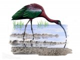 Glossy Ibis (Plegadis falcinellus) BD024