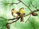 Goldcrest (Regulus regulus) BD0314