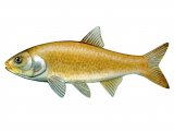 F119 - Golden Orfe (Leuciscus idus