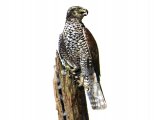 Goshawk (Accipiter gentilis) BD0514