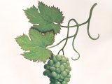 Belmond Northern Belle mural (Grapes) BD022