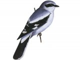 Great Grey Shrike BD0323