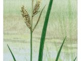 Great Tussock Sedge (Carex paniculata) BT0287