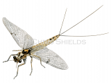 Green Drake Mayfly (Ephemera dancia) IN0100