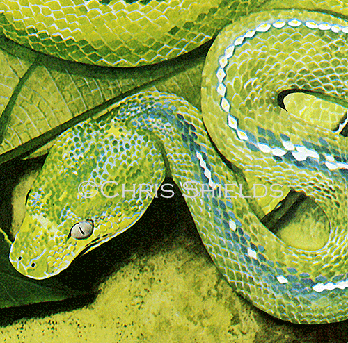 Green tree Boa (Corallus caninus) RS205