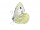 Green-veined White (Pieris napi) IN002