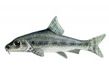 F122 - Gudgeon (Gobio gobio)