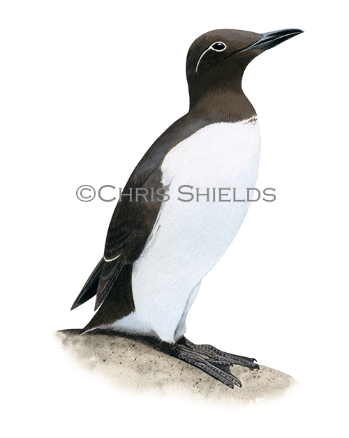 Guillemot (Uria aalge) BD0622